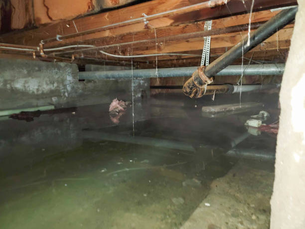 Best Mold removal after water damage  in Heyburn, ID